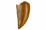 Serrated, Raptor Tooth - Real Dinosaur Tooth #115689-1